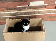 boscobox6