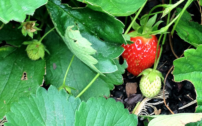 Native Plants strawberries
