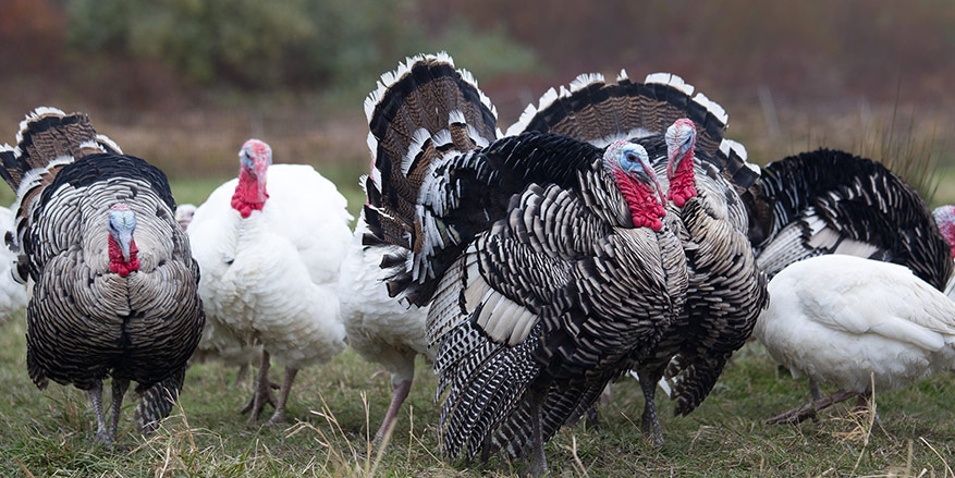 The heritage of heritage Turkeys, and how to get one Featured Image