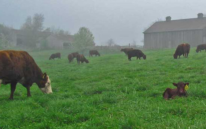Cows grazing on open field