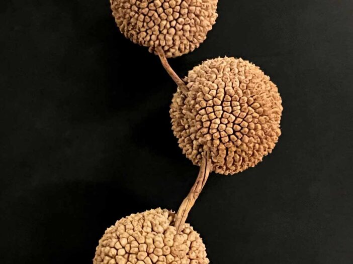 Seed Heads