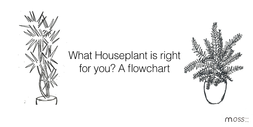 Featured Image What Houseplant Should Get