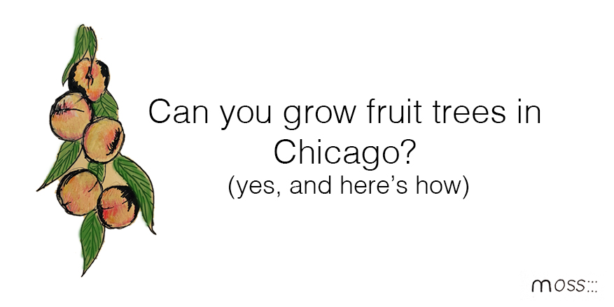 Fruit Trees in Chicago, and in your backyard [UPDATED 2017] Featured Image