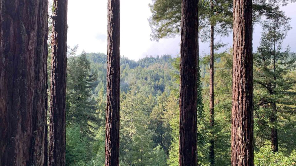 Trees In The Forest