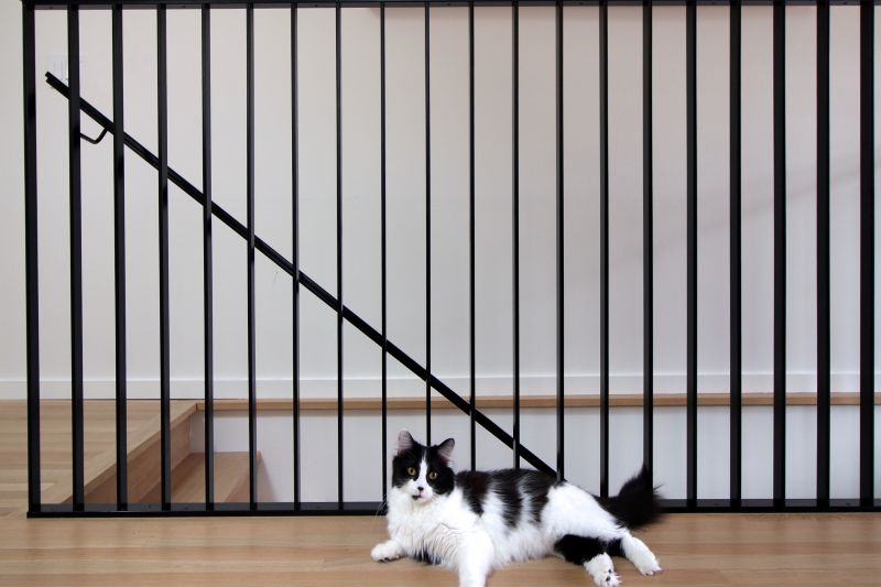 Cat In The Hallway