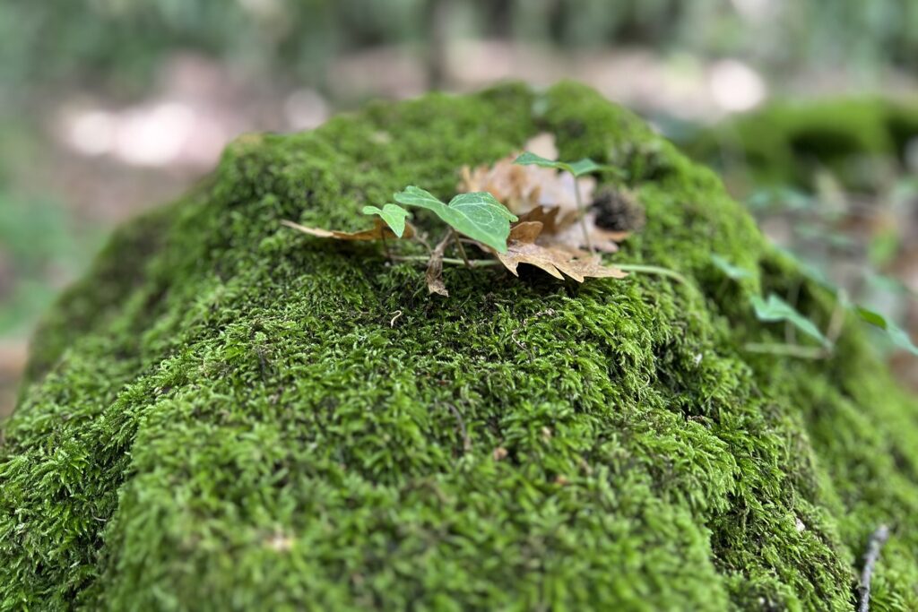 Moss Chicago Architect Biophilic Design