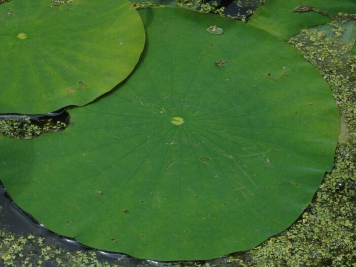 Moss Chicago Architect How Biophilic Design Can Influence Architectural Design