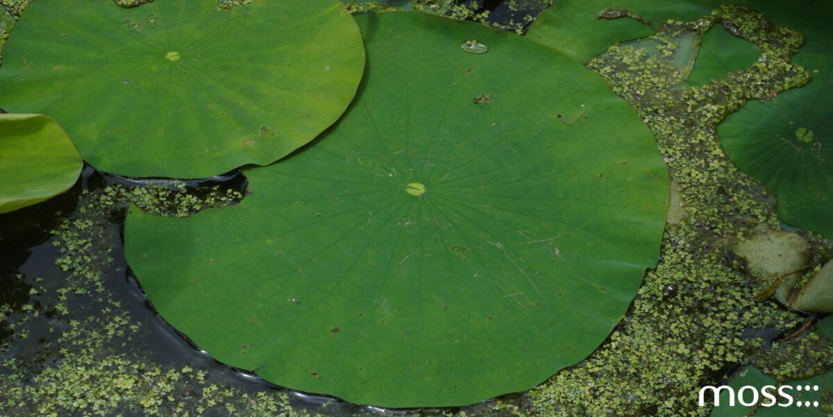 Moss Chicago Architect How Biophilic Design Can Influence Architectural Design