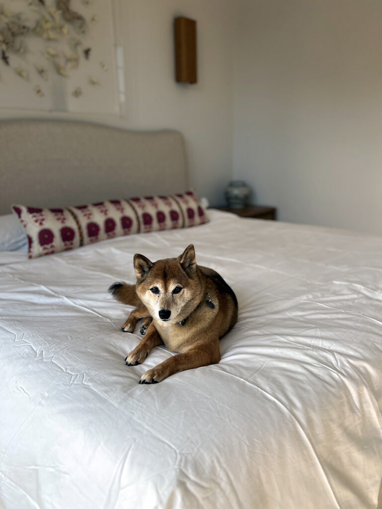 Moss Chicago Architect Residential Renovation